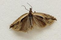 Ancylis apicella