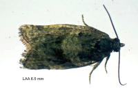 Argyrotaenia ljungiana