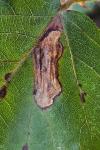 Ectoedemia erythrogenella
