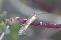 Klimeschia transversella