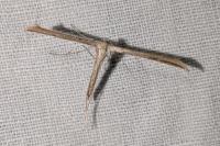 Emmelina
