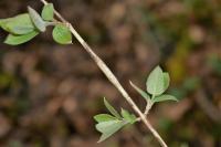 Pterotopteryx dodecadactyla