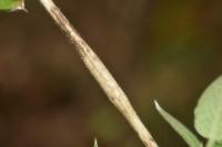 Pterotopteryx dodecadactyla