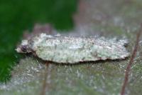 Acleris literana