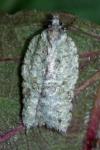 Acleris literana