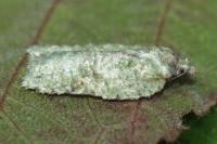 Acleris literana