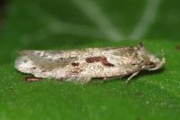 Semioscopis steinkellneriana