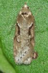 Semioscopis steinkellneriana