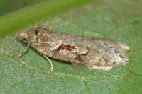Semioscopis steinkellneriana