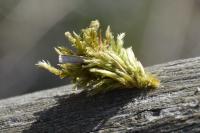 Ptilocephala albida