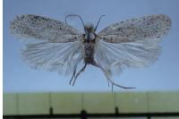 Agonopterix atomella