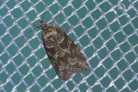Cnephasia