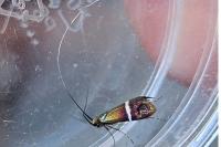 Adela australis