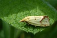 Agapeta hamana