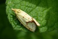 Agapeta hamana
