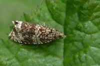 Celypha lacunana