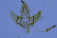 Agonopterix atomella