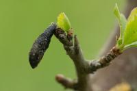 Coleophora anatipennella