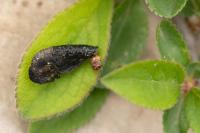 Coleophora anatipennella