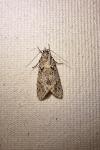 Diurnea fagella