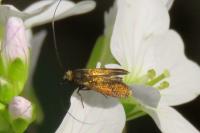 Cauchas rufimitrella