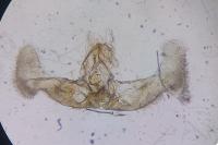 Epiblema cirsiana