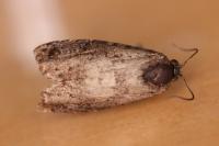 Epiblema cirsiana