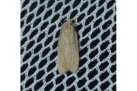 Helcystogramma arulensis