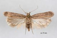 Platyedra subcinerea