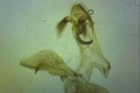 Platyedra subcinerea