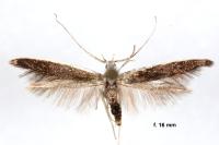 Coleophora albella