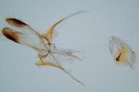 Coleophora albella