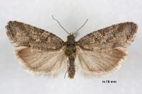 Cnephasia communana
