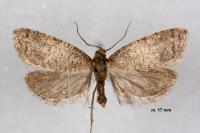 Isotrias stramentana
