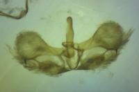 Isotrias stramentana
