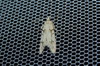 Diurnea fagella