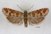 Rhyacionia maritimana