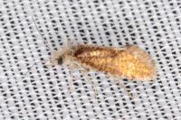 Dyseriocrania subpurpurella