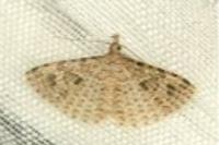 Alucita hexadactyla