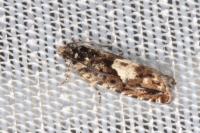 Pammene argyrana