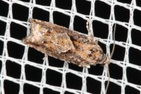 Epinotia immundana