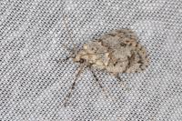 Diurnea fagella