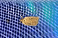 Agonopterix