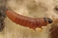 Nothris verbascella