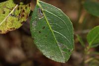 Bucculatrix alaternella