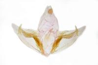 Depressaria incognitella