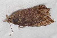 Dichrorampha plumbagana
