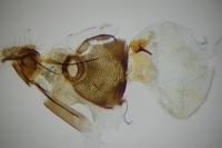 Dichrorampha plumbagana