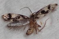 Lichenotinea pustulatella