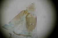 Plutella xylostella